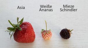 Erdbeeren, Kapillarelektrophorese, CE, Kationen, Zucker, organische Säuren